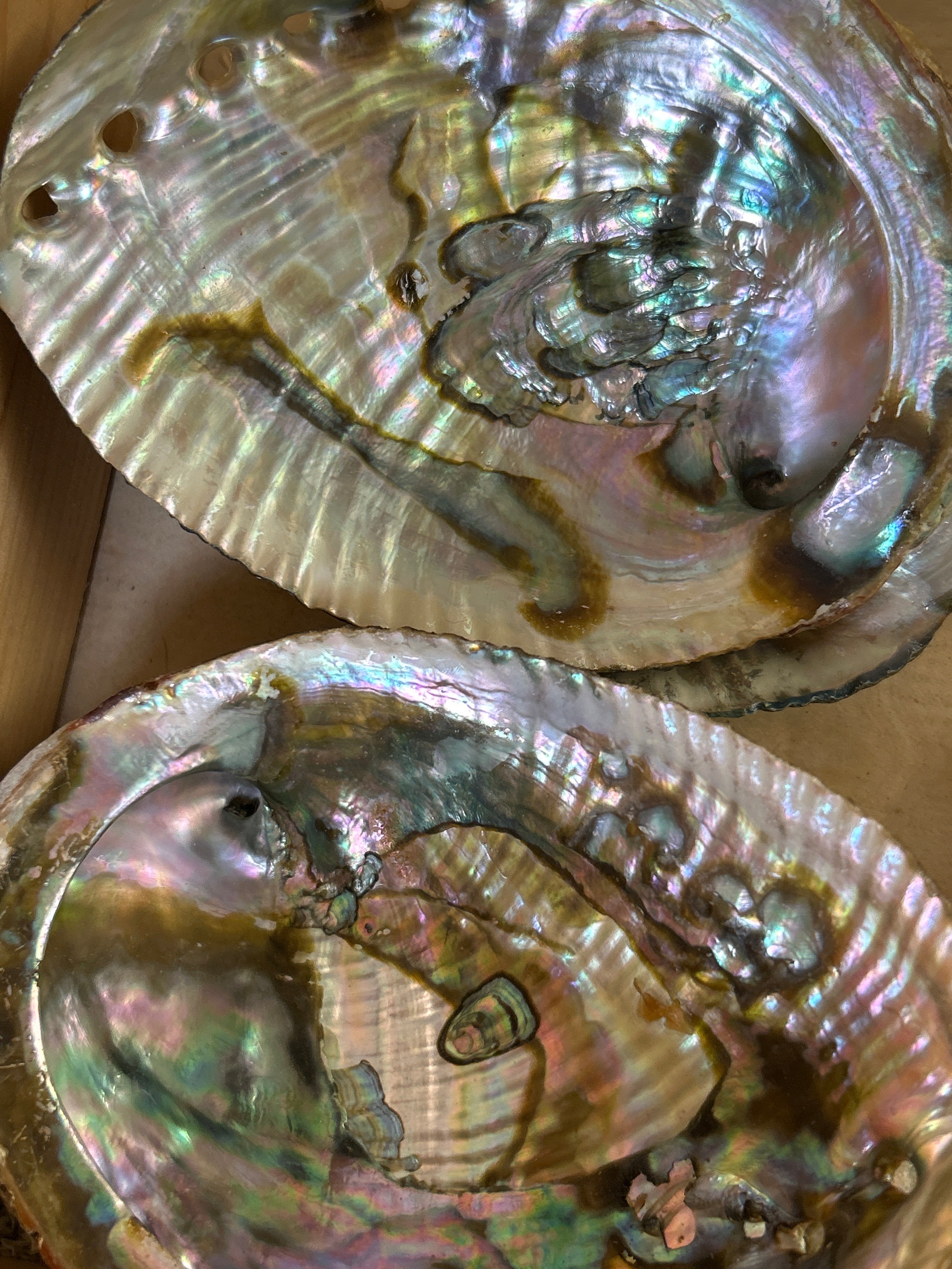 Abalone Shell Mountain Mineral Market